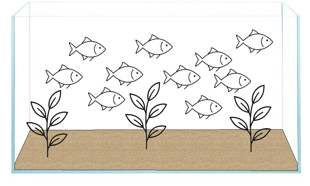 Acvarii cu mai multi pesti si mai putine plante